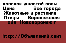 совенок ушастой совы › Цена ­ 5 000 - Все города Животные и растения » Птицы   . Воронежская обл.,Нововоронеж г.